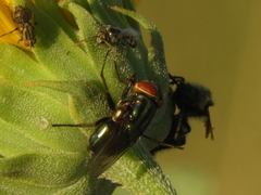 Cochliomyia