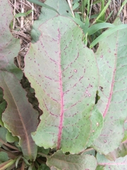 Rumex obtusifolius obtusifolius