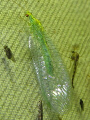 Apertochrysa edwardsi