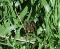 Scinax