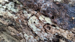 Botryobasidium