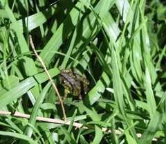 Scinax