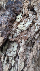 Botryobasidium