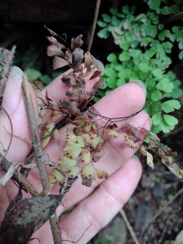 Adiantum raddianum observed 2022-12-28