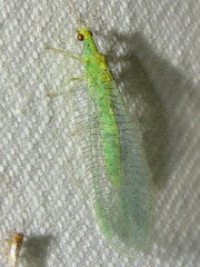 Apertochrysa edwardsi