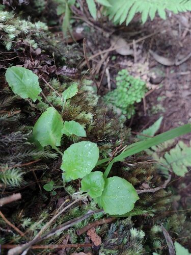 Youngia japonica observed 2022-12-28