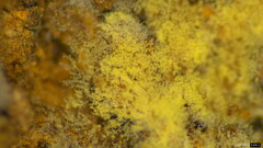 Botryobasidium