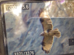 Buteo hemilasius