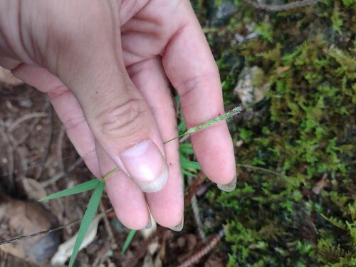 Sacciolepis indica observed 2022-12-28