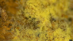Botryobasidium