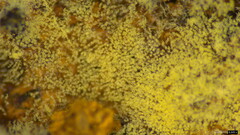 Botryobasidium