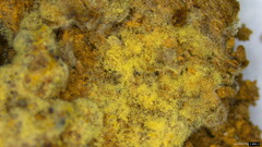 Botryobasidium