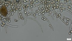 Botryobasidium