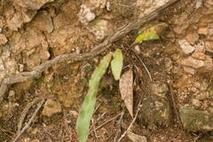 Elaphoglossum paleaceum