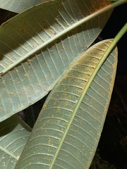 Coleosporium plumeriae