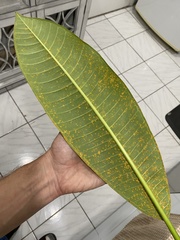 Coleosporium plumeriae