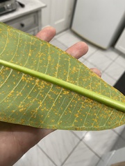 Coleosporium plumeriae