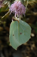 Gonepteryx nepalensis