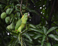 Amazona auropalliata