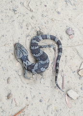 Cyclodomorphus gerrardii