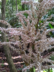 Helmholtzia glaberrima