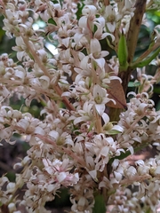 Helmholtzia glaberrima