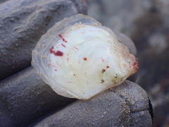 Pterioidea