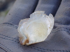 Pterioidea