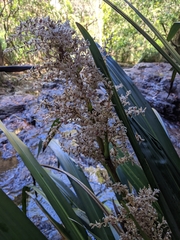 Helmholtzia glaberrima