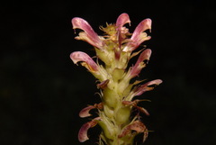 Pedicularis bracteosa bracteosa