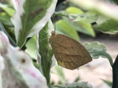 Eurema laeta