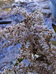 Helmholtzia glaberrima