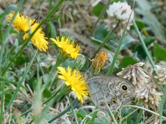 Lasiommata schakra