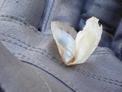 Pterioidea