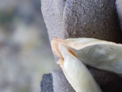 Pterioidea