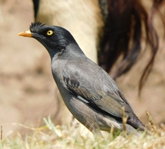 Acridotheres fuscus