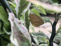 Eurema laeta