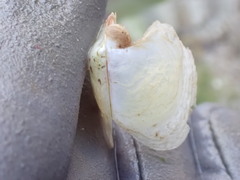 Pterioidea