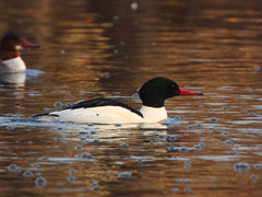 Mergus merganser americanus
