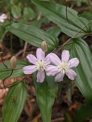 Tripladenia cunninghamii