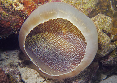 Amplexidiscus fenestrafer