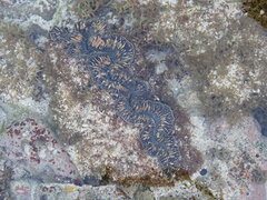 Tridacna