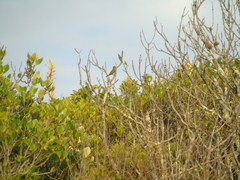 Camptostoma obsoletum