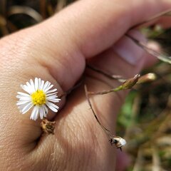 Symphyotrichum subulatum elongatum