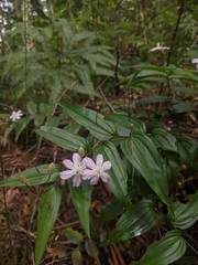 Tripladenia cunninghamii