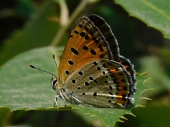 Lycaena panava