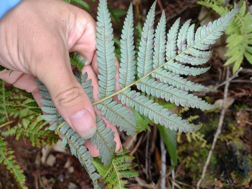 Cibotium glaucum observed 2022-12-28
