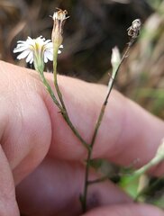 Symphyotrichum subulatum elongatum