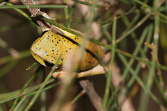Litoria