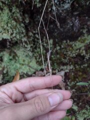 Anthoxanthum odoratum